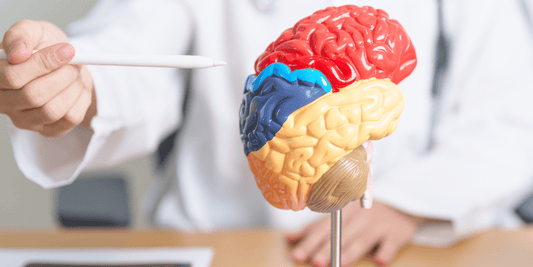 Nicotine and Its Effects on the Brain