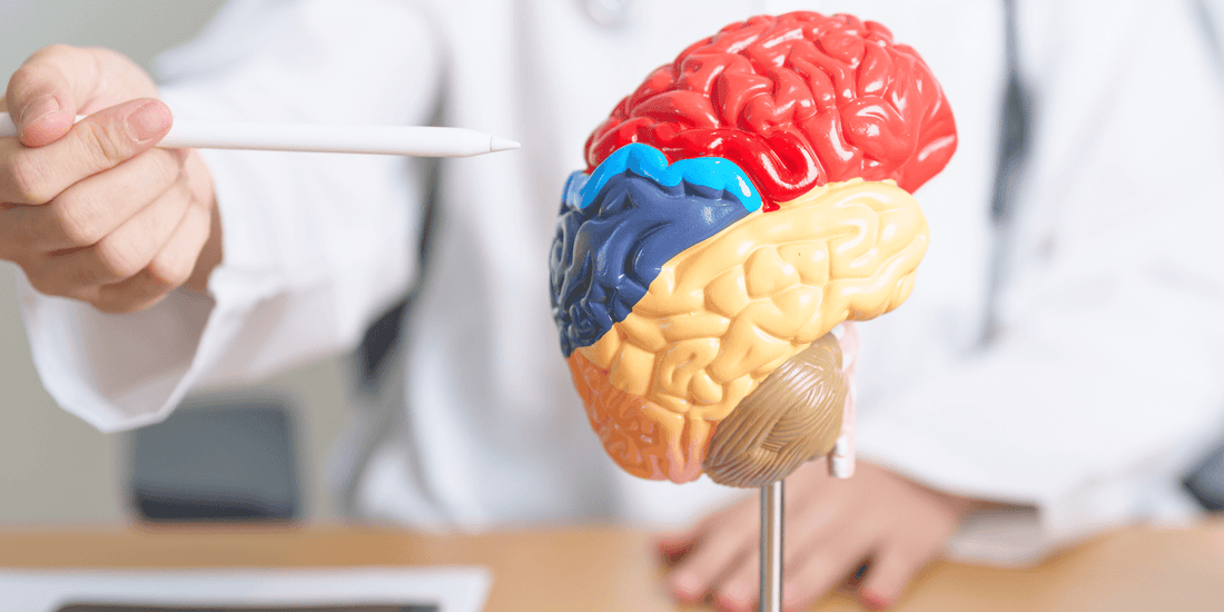 Nicotine and Its Effects on the Brain Quit Hero